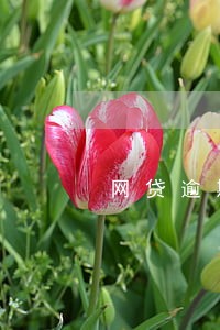 网贷逾期一个月会给家人打电话么 网贷逾期一个月会给家人打电话么