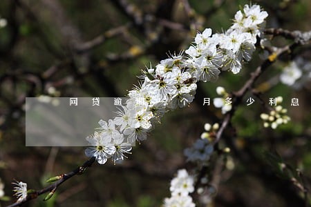 网贷逾期一个月多少利息 网贷逾期一个月多少利息