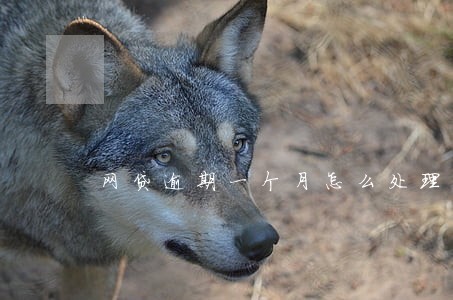 网贷逾期一个月怎么处理 网贷逾期一个月怎么处理