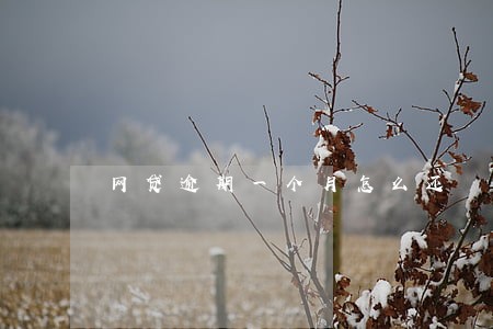 网贷逾期一个月怎么还
