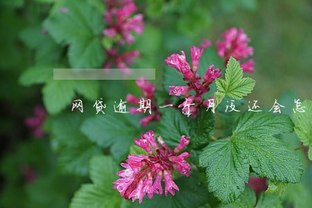 网贷逾期一个月没还会怎么样 网贷逾期一个月没还会怎么样