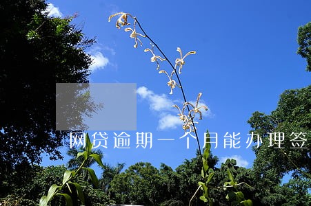 网贷逾期一个月能办理签证吗 网贷逾期一个月能办理签证吗