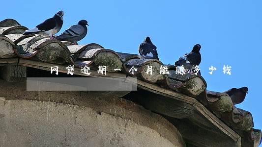 网贷逾期一个月能赚多少钱 网贷逾期一个月能赚多少钱