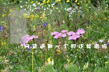 网贷逾期一个月还能借吗 网贷逾期一个月还能借吗