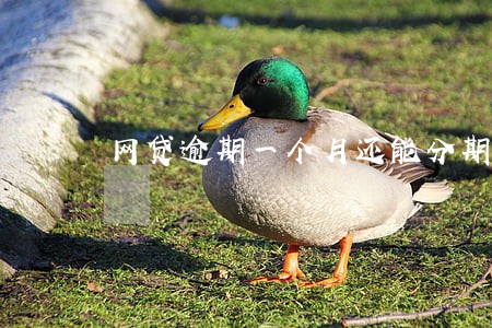 网贷逾期一个月还能分期还款吗 网贷逾期一个月还能分期还款吗