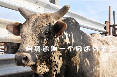 网贷逾期一个月违约金三倍 网贷逾期一个月违约金三倍