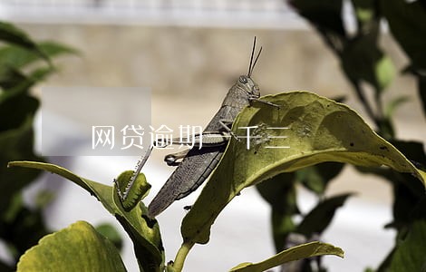 网贷逾期一千三 网贷逾期一千三