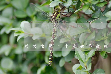 网贷逾期一千多会不会到家催款 网贷逾期一千多会不会到家催款