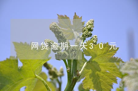 网贷逾期一天30元 网贷逾期一天30元