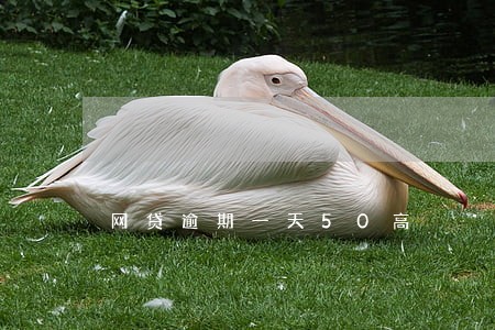 网贷逾期一天50高 网贷逾期一天50高