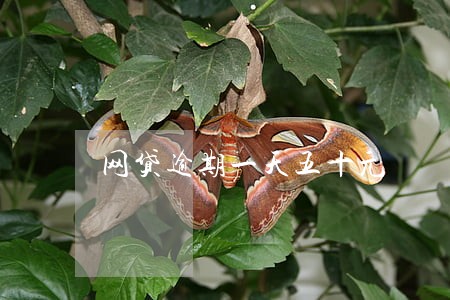 网贷逾期一天五十元 网贷逾期一天五十元