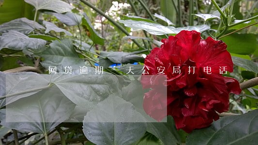 网贷逾期一天公安局打电话 网贷逾期一天公安局打电话