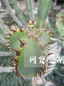 网贷逾期一天利息过高怎么办 网贷逾期一天利息过高怎么办
