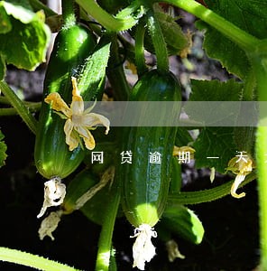 网贷逾期一天大数据会变吗 网贷逾期一天大数据会变吗