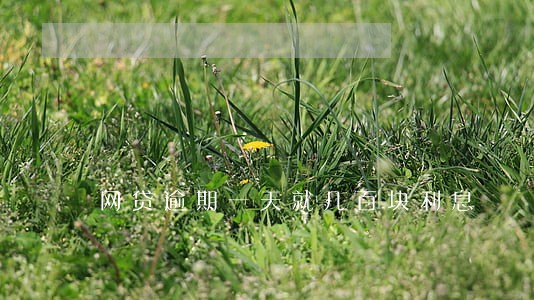 网贷逾期一天就几百块利息 网贷逾期一天就几百块利息