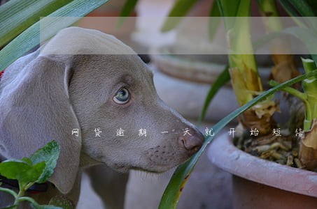 网贷逾期一天就开始短信威胁