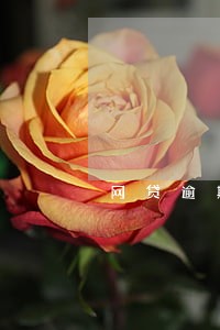 网贷逾期一天打联系人合法吗 网贷逾期一天打联系人合法吗