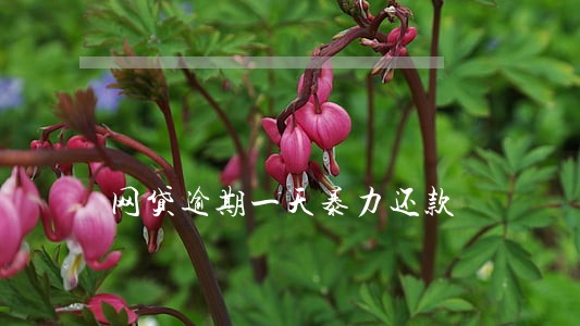 网贷逾期一天暴力还款 网贷逾期一天暴力还款