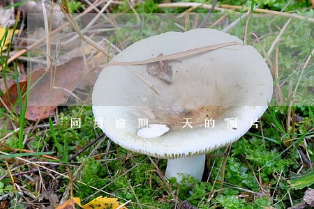 网贷逾期一天的图片