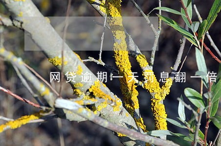 网贷逾期一天罚息翻一倍 网贷逾期一天罚息翻一倍