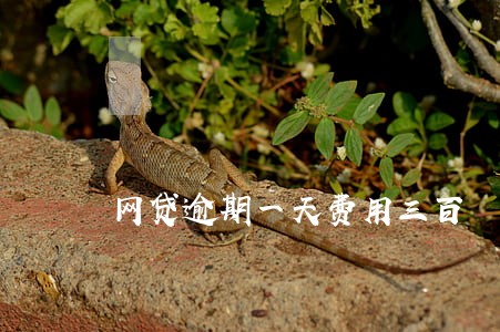 网贷逾期一天费用三百 网贷逾期一天费用三百