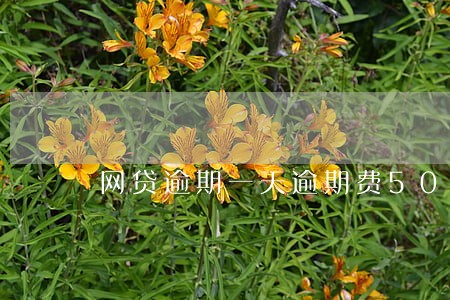 网贷逾期一天逾期费50合理吗 网贷逾期一天逾期费50合理吗