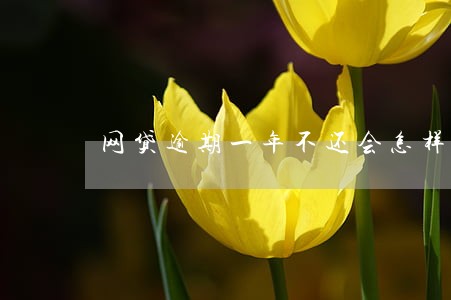 网贷逾期一年不还会怎样 网贷逾期一年不还会怎样