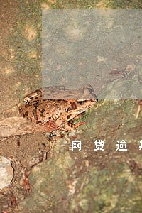网贷逾期一年了不上征信 网贷逾期一年了不上征信