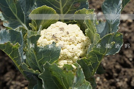 网贷逾期一年了还能还吗 网贷逾期一年了还能还吗