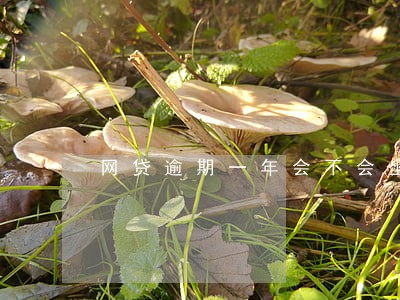 网贷逾期一年会不会坐牢 网贷逾期一年会不会坐牢