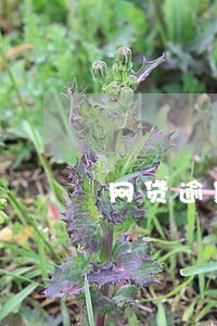 网贷逾期一年会网上通缉吗 网贷逾期一年会网上通缉吗