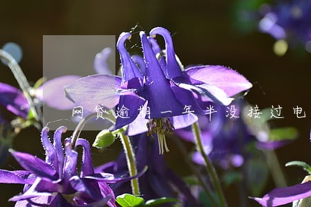 网贷逾期一年半没接过电话 网贷逾期一年半没接过电话