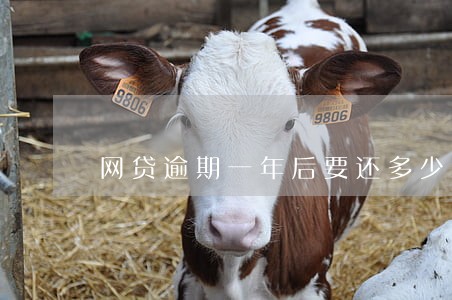 网贷逾期一年后要还多少钱 网贷逾期一年后要还多少钱