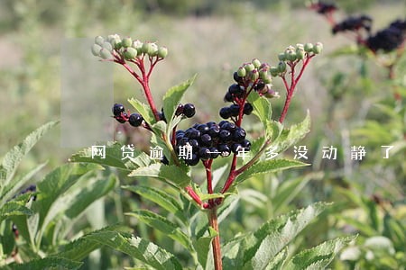 网贷逾期一年多没动静了 网贷逾期一年多没动静了