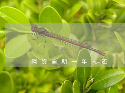网贷逾期一年未还