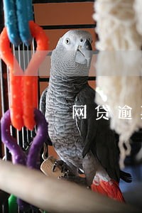 网贷逾期一年未还款 网贷逾期一年未还款