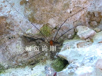 网贷逾期一年没还可以出国吗 网贷逾期一年没还可以出国吗