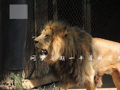 网贷逾期一年没钱还怎么办 网贷逾期一年没钱还怎么办