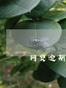 网贷逾期一年的结果 网贷逾期一年的结果