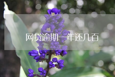 网贷逾期一年还几百