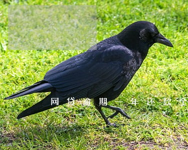网贷逾期一年还款金额翻倍 网贷逾期一年还款金额翻倍