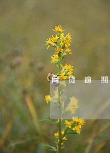 网贷逾期一年还要还吗 网贷逾期一年还要还吗