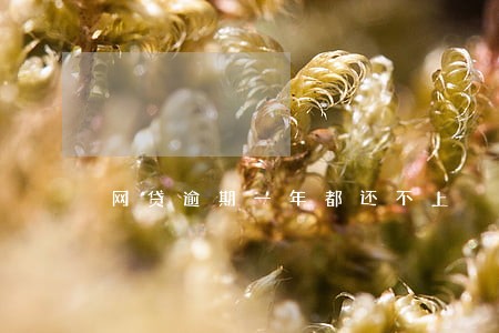 网贷逾期一年都还不上 网贷逾期一年都还不上