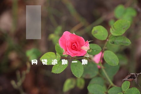 网贷逾期一期 网贷逾期一期