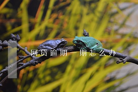网贷逾期一期怎么办 网贷逾期一期怎么办