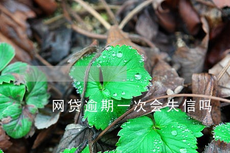 网贷逾期一次会失信吗 网贷逾期一次会失信吗