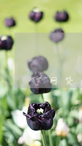 网贷逾期一次可以贷款吗 网贷逾期一次可以贷款吗