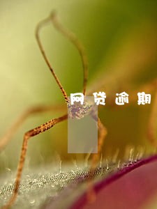 网贷逾期一次能出国吗 网贷逾期一次能出国吗