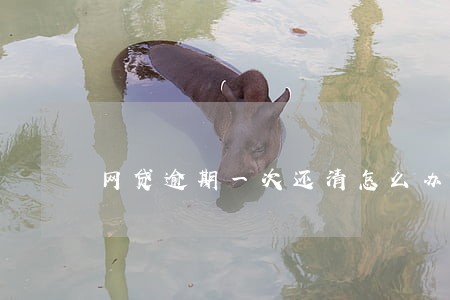 网贷逾期一次还清怎么办 网贷逾期一次还清怎么办