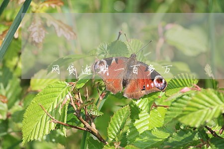 网贷逾期一百多万 网贷逾期一百多万